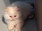Playful Registered Flame Point Himalayan - Himalayan Cat For Sale - Perry&comma; FL&comma; US