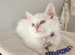 Tica Registered Ragdoll Brothers - Ragdoll Cat For Sale - Attica&comma; MI&comma; US