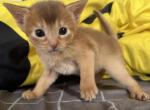 Bosco - Abyssinian Cat For Sale - Staten Island&comma; NY&comma; US
