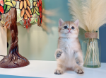 only - British Shorthair Cat For Sale - Staten Island&comma; NY&comma; US
