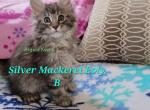 Asgard Koons polydactyl boy - Maine Coon Cat For Sale - Fort Worth&comma; TX&comma; US