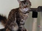 Asgard Koons Feye - Maine Coon Cat For Sale - Fort Worth&comma; TX&comma; US