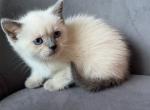 luna - Siamese Cat For Sale - Barrington&comma; IL&comma; US