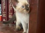 Red Berry - Siamese Cat For Sale - Winder&comma; GA&comma; US