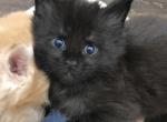 Reserved Baby boy Frankie - Maine Coon Cat For Sale - Chipley&comma; FL&comma; US