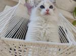 awesome - Ragdoll Cat For Sale - Los Angeles&comma; CA&comma; US