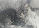 Nancy - Maine Coon Cat For Sale - Westfield&comma; MA&comma; US