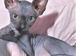 Canadian Sphynx Gulliver - Sphynx Cat For Sale - Abington&comma; PA&comma; US