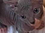 Dwelf Gloria - Sphynx Cat For Sale - Abington&comma; PA&comma; US