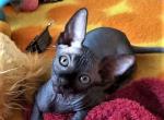 Canadian Sphynx Toby - Sphynx Cat For Sale - Abington&comma; PA&comma; US