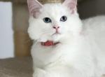Cupcake pink - Ragdoll Cat For Sale - NC&comma; US