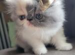 Persian female1 - Persian Cat For Sale - MA&comma; US