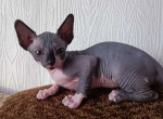 Canadian Sphynx Margo - Sphynx Cat For Sale - Abington&comma; PA&comma; US