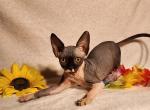 Zoe - Sphynx Cat For Sale - Mundelein&comma; IL&comma; US