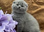 Mojo - Scottish Fold Cat For Sale - North Richland Hills&comma; TX&comma; US