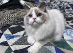 Luke - Ragdoll Cat For Sale - Tuscaloosa&comma; AL&comma; US