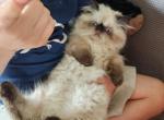 Seal point male - Himalayan Cat For Sale - RI&comma; US
