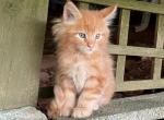 Blaze - Maine Coon Cat For Sale - Stevens&comma; PA&comma; US