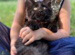 Shadow - Maine Coon Cat For Sale - Stevens&comma; PA&comma; US