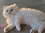 Olaf - British Shorthair Cat For Sale - Jacksonville&comma; FL&comma; US