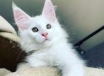 Infinity - Maine Coon Cat For Sale - Hollywood&comma; FL&comma; US