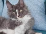 Ulf - Maine Coon Cat For Sale - Hollywood&comma; FL&comma; US