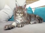 Liven - Maine Coon Cat For Sale - Hollywood&comma; FL&comma; US