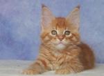 Hyeon Woon - Maine Coon Cat For Sale - Hollywood&comma; FL&comma; US