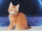 Ha Neul Polydactyl - Maine Coon Cat For Sale - Hollywood&comma; FL&comma; US
