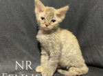 Issabella Reserved - Devon Rex Cat For Sale - Ottawa&comma; KS&comma; US