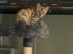 Jonesey aka Tobias - Bengal Cat For Sale - Oklahoma City&comma; OK&comma; US