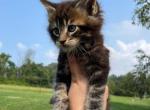 Tabby - Maine Coon Cat For Sale - Stevens&comma; PA&comma; US
