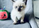 cesar - Siamese Cat For Sale - Barrington&comma; IL&comma; US