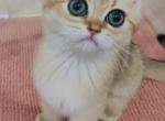 custard - British Shorthair Cat For Sale - Los Angeles&comma; CA&comma; US