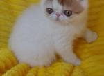 Princeton - Exotic Cat For Sale - Lemont&comma; IL&comma; US