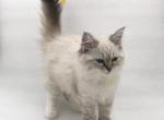 Miley - Siberian Cat For Sale - North Port&comma; FL&comma; US