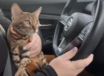 Bengal kitten - Bengal Cat For Sale - Haverstraw&comma; NY&comma; US