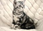 Ben - British Shorthair Cat For Sale - Battle Ground&comma; WA&comma; US
