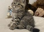 Scotti - Scottish Fold Cat For Sale - Tukwila&comma; WA&comma; US