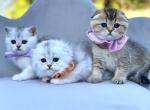 Maya A litter - Scottish Fold Cat For Sale - Kent&comma; WA&comma; US