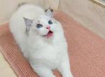 winner - Ragdoll Cat For Sale - Los Angeles&comma; CA&comma; US