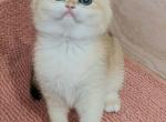 cutie - British Shorthair Cat For Sale - Los Angeles&comma; CA&comma; US