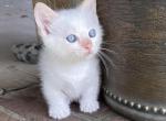 Tippy - Munchkin Cat For Sale - Vicksburg&comma; MS&comma; US