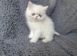 Elsie - Exotic Cat For Sale - Bois D Arc&comma; MO&comma; US