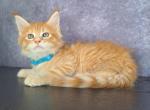 Hudson - Maine Coon Cat For Sale - Staten Island&comma; NY&comma; US