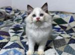 Jelly Bean - Ragdoll Cat For Sale - Tuscaloosa&comma; AL&comma; US