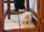 Persian Kitten - Persian Cat For Sale - Greenville&comma; OH&comma; US