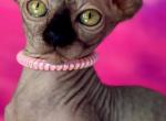 Allie - Sphynx Cat For Sale - Columbus&comma; OH&comma; US