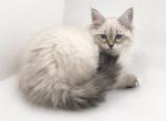 Becca - Siberian Cat For Sale - North Port&comma; FL&comma; US