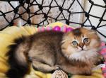 Floof - Scottish Fold Cat For Sale - New York&comma; NY&comma; US